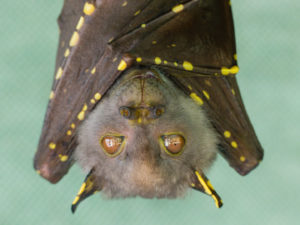 Eastern,tube,nosed,bat,in,care,at,the,bat,hospital,